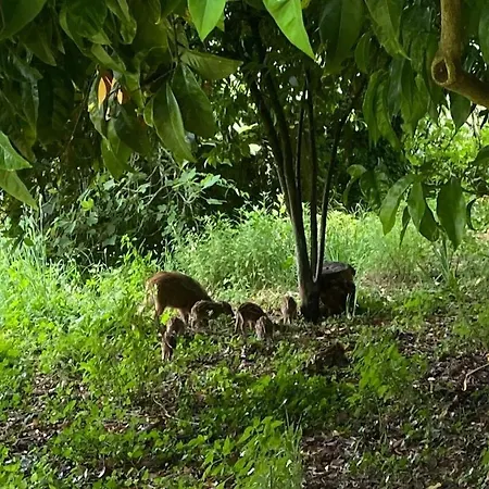 Quinta Do Penedo- Refugio De Charme E Natureza Ferreira do Zêzere