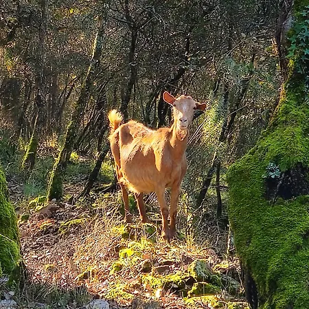 Quinta Do Penedo- Refúgio De Charme E Natureza Сasa de vacaciones
