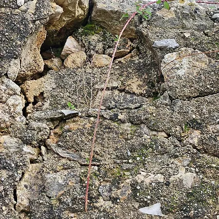 Quinta Do Penedo- Refúgio De Charme E Natureza Сasa de vacaciones Ferreira do Zêzere