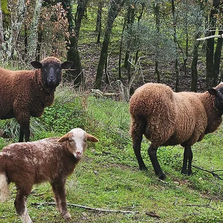 Quinta Do Penedo- Refúgio De Charme E Natureza Сasa de vacaciones *