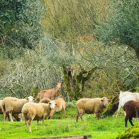 Quinta Do Penedo- Refúgio De Charme E Natureza * Ferreira do Zêzere